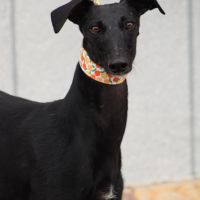 Flora, belle galga noire ébène d'1 an #1