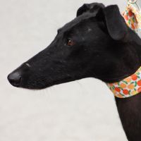 Flora, belle galga noire ébène d'1 an #2