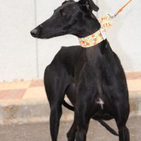 Flora, belle galga noire ébène d'1 an #5