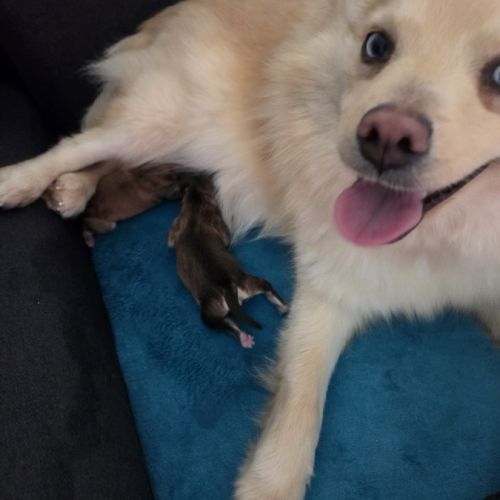 Pomsky f3 standard #1