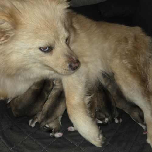 Pomsky f3 standard #2