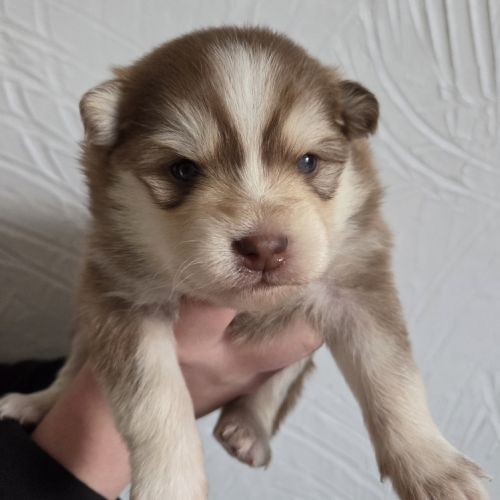 Pomsky f3 standard #3