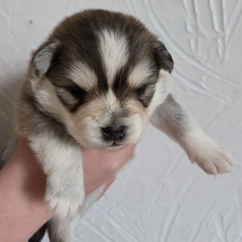 Pomsky f3 standard #4