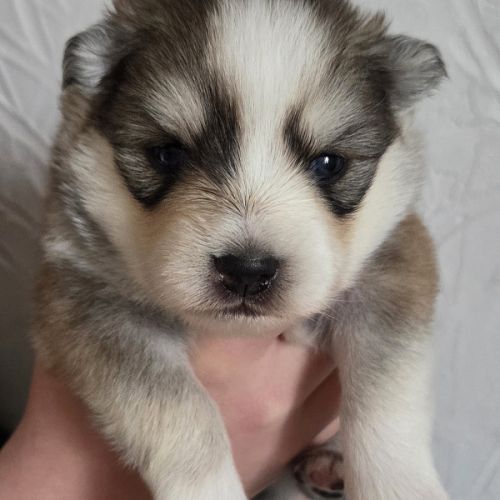 Pomsky f3 standard #6