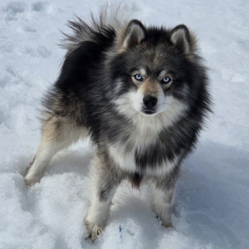 Pomsky f3 standard #8
