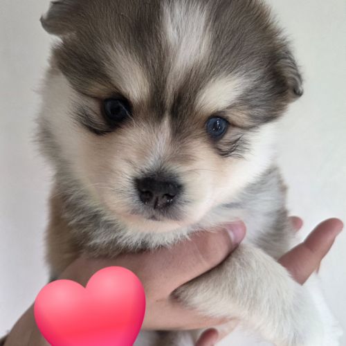 Pomsky f3 mini et standard