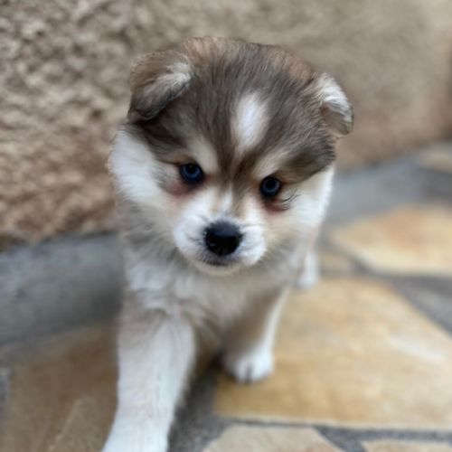 Pomsky f3 mini #1