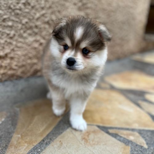 Pomsky f3 mini #2