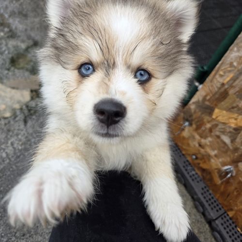 Pomsky f3 mini