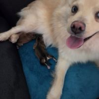 Pomsky f3 standard #1