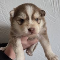 Pomsky f3 standard #3