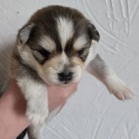 Pomsky f3 standard #4