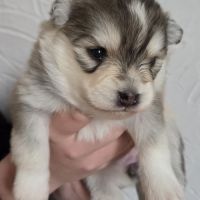 Pomsky f3 standard #0