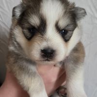 Pomsky f3 standard #6