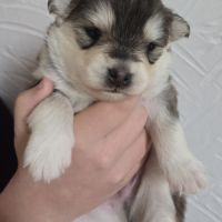 Pomsky f3 standard #7