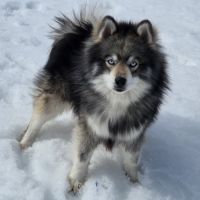 Pomsky f3 standard #8