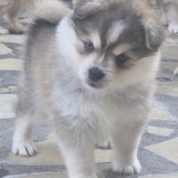 Pomsky f3 mini et standard
