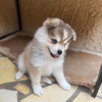 Pomsky f3 mini #3