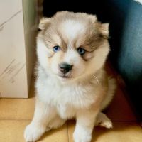 Pomsky f3 mini #4