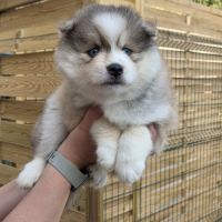 Pomsky f3 mini #6