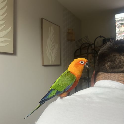 Conure jandara