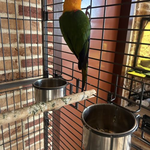 Conure jandara #3
