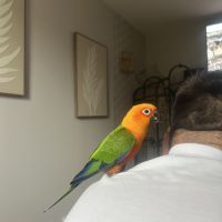 Conure jandara #0