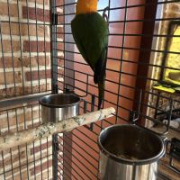 Conure jandara #3