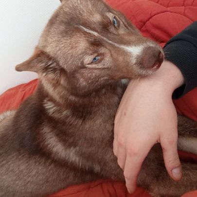 Pomsky 7 mois cherche famille aimante #1