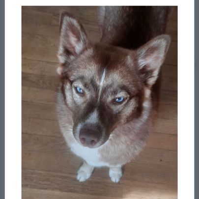 Pomsky 8 mois cherche famille aimante #3