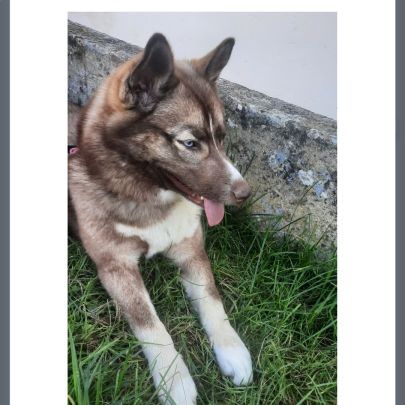 Pomsky 8 mois cherche famille aimante #4