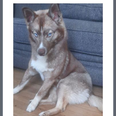 Pomsky 8 mois cherche famille aimante #6