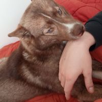 Pomsky 7 mois cherche famille aimante #1