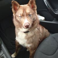 Pomsky 7 mois cherche famille aimante #0