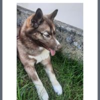 Pomsky 8 mois cherche famille aimante #4