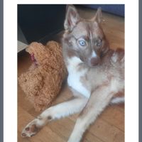 Pomsky 8 mois cherche famille aimante #5