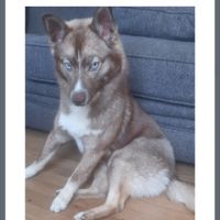 Pomsky 8 mois cherche famille aimante #6