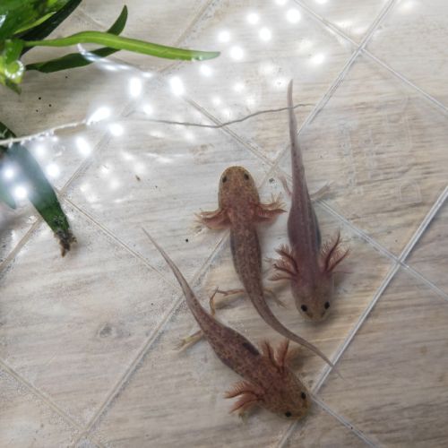 Axolotls différentes mutations #1