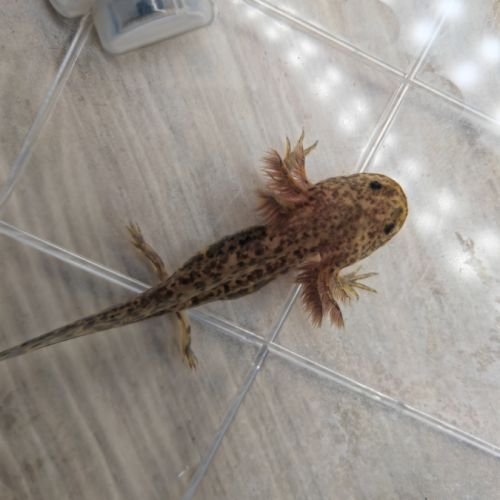 Axolotls différentes mutations #2