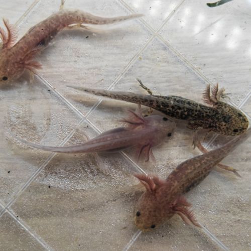 Axolotls différentes mutations #4