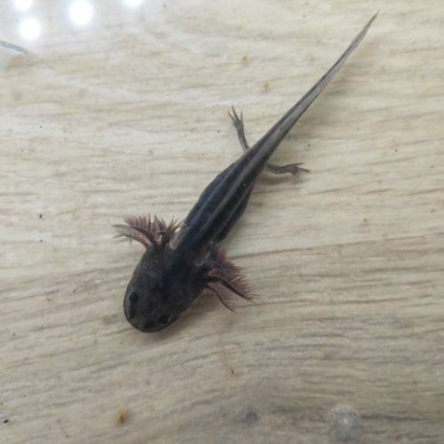 Axolotls différentes mutations #5