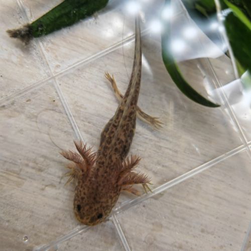 Axolotls différentes mutations #6