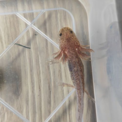 Axolotls différentes mutations