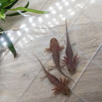 Axolotls différentes mutations #1