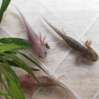 Axolotls différentes mutations #3