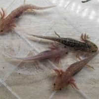 Axolotls différentes mutations #4
