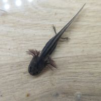 Axolotls différentes mutations #5