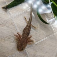 Axolotls différentes mutations #6