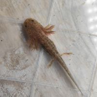 Axolotls différentes mutations #7