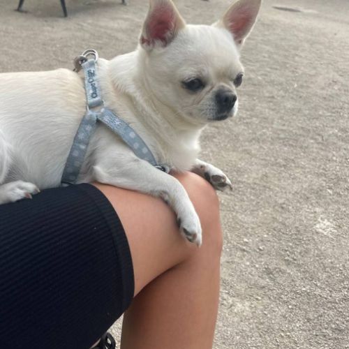 Chihuahua mâle pour saillie – orléans #2